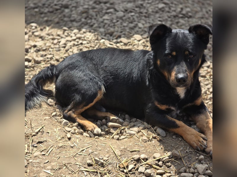 Kleiner FIDO sucht sein Zuhause!
