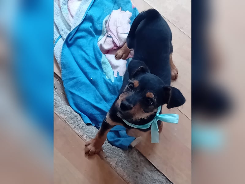 Welpe EDY sucht ein schönes Zuhause!!!