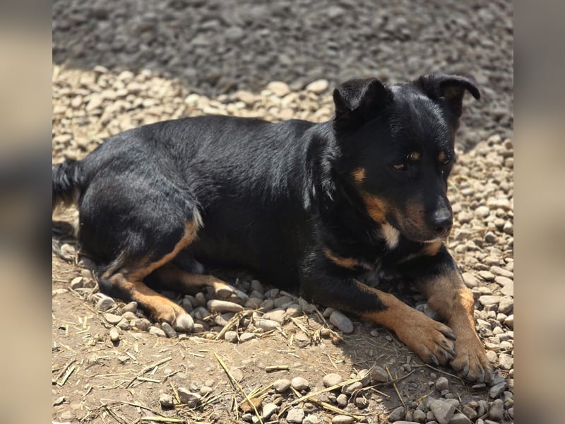 Kleiner FIDO sucht sein Zuhause!