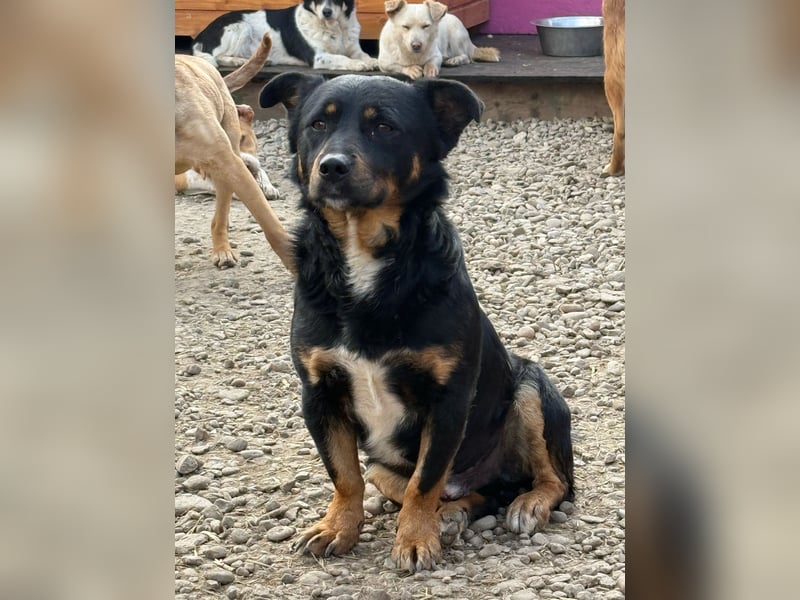Kleiner FIDO sucht sein Zuhause!