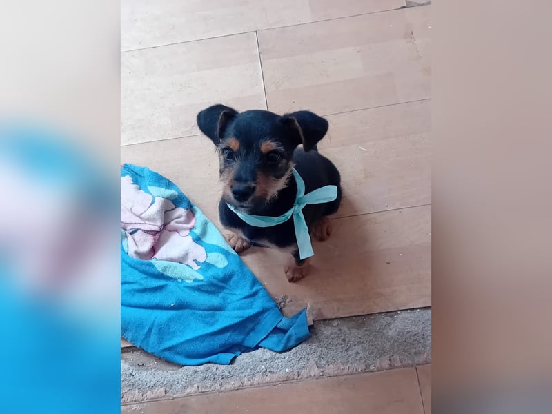 Welpe EDY sucht ein schönes Zuhause!!!