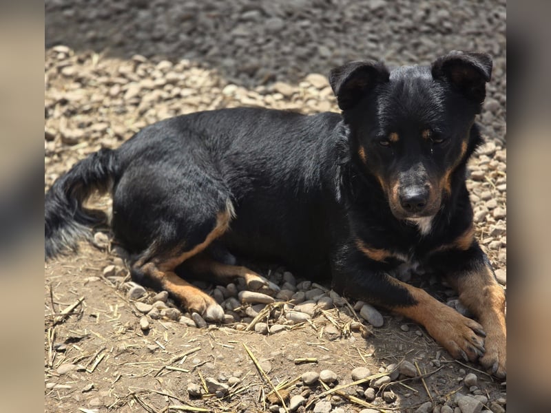 Kleiner FIDO sucht sein Zuhause!