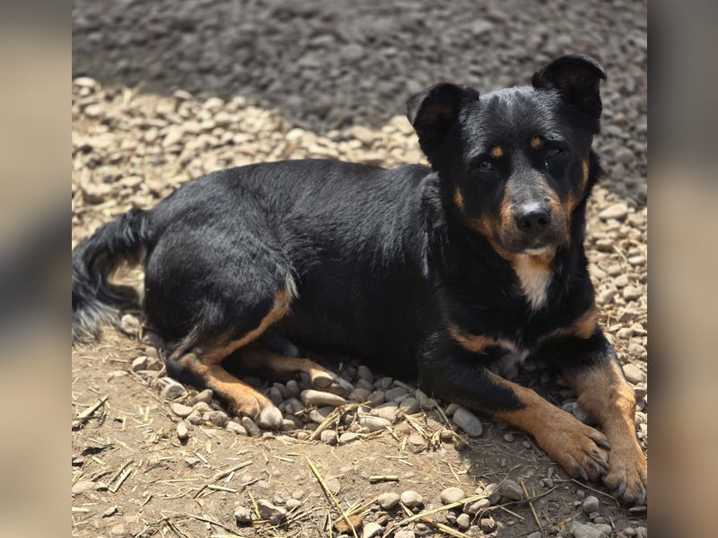 Kleiner FIDO sucht sein Zuhause!
