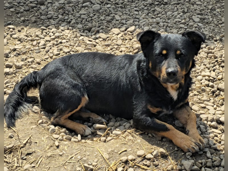 Kleiner FIDO sucht sein Zuhause!