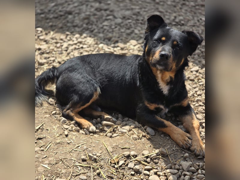 Kleiner FIDO sucht sein Zuhause!