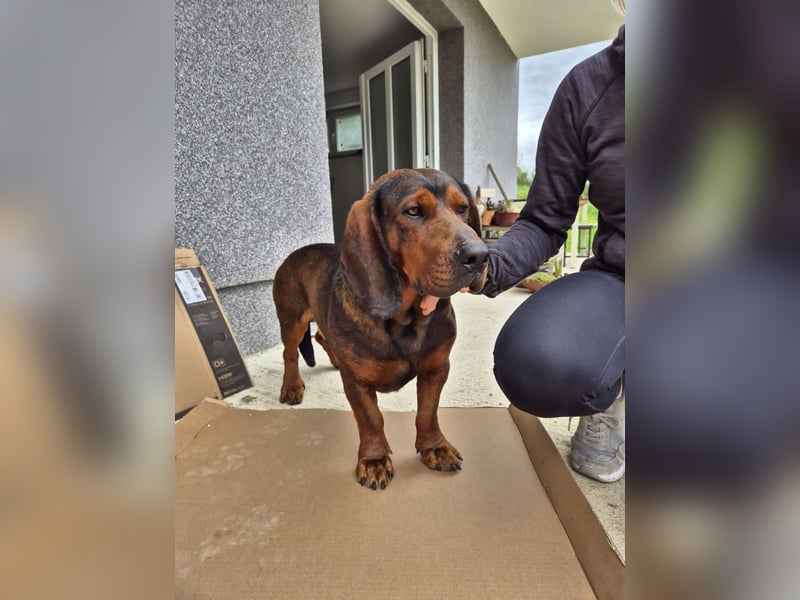 Dachsbracke Amor