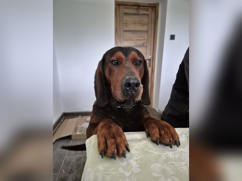 Dachsbracke Amor