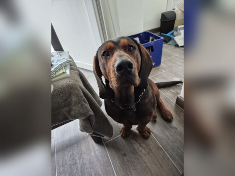 Dachsbracke Amor