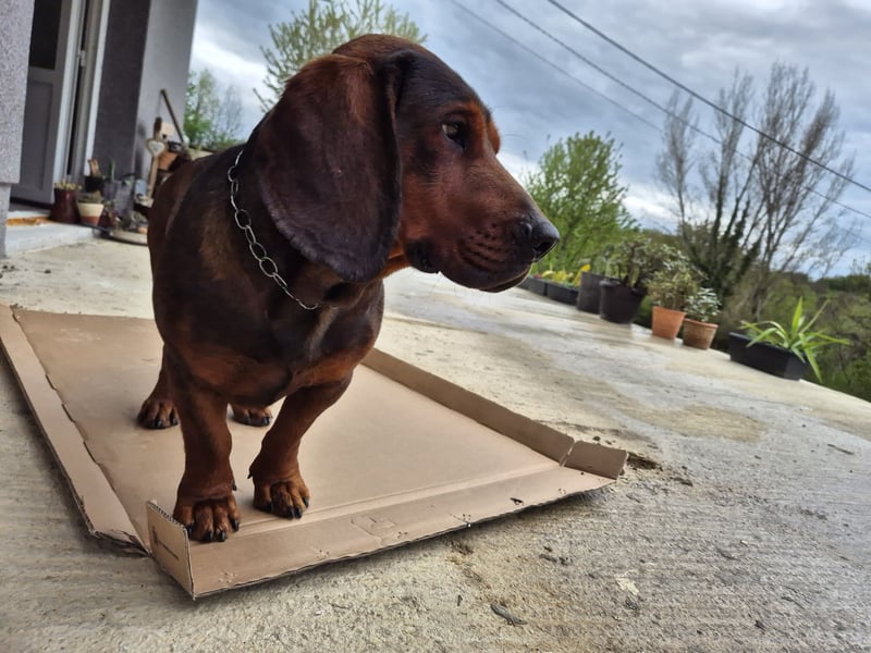 Dachsbracke Amor