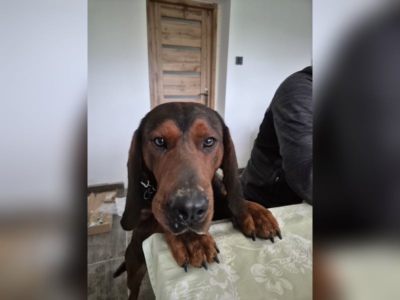 Dachsbracke Amor