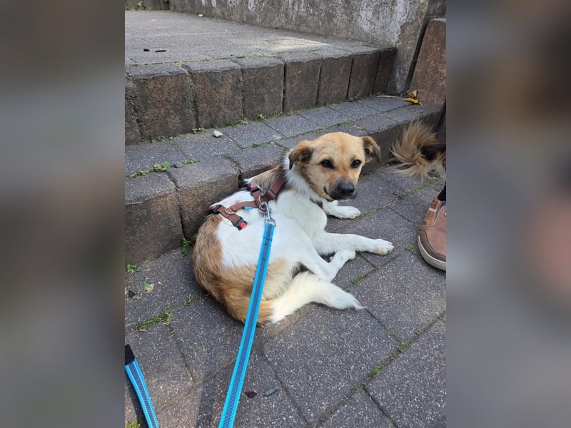 Buddy - Charmeur mit Knicköhrchen