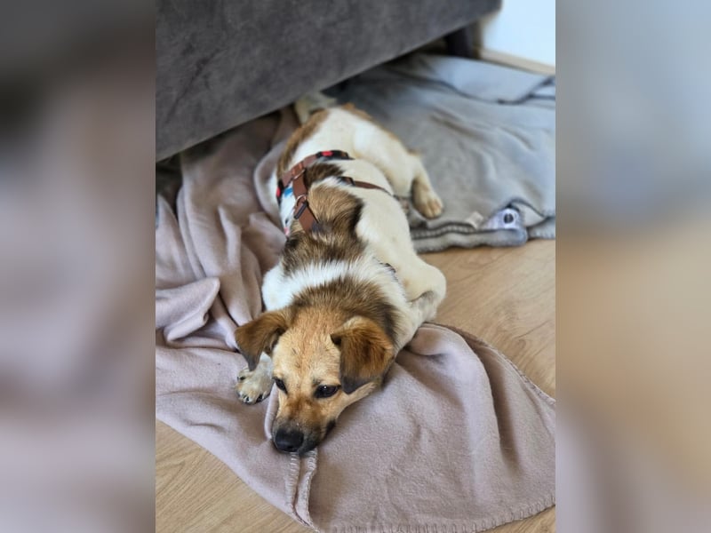 Buddy - Charmeur mit Knicköhrchen
