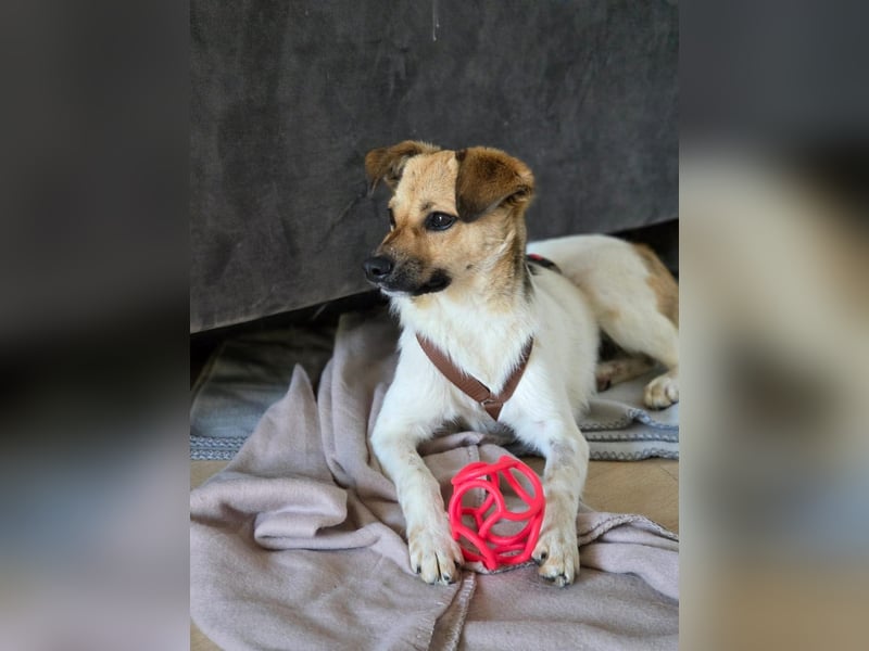Buddy - Charmeur mit Knicköhrchen