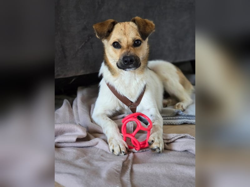 Buddy - Charmeur mit Knicköhrchen