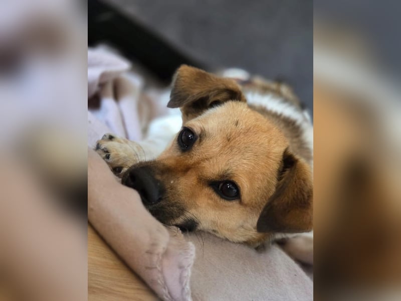 Buddy - Charmeur mit Knicköhrchen