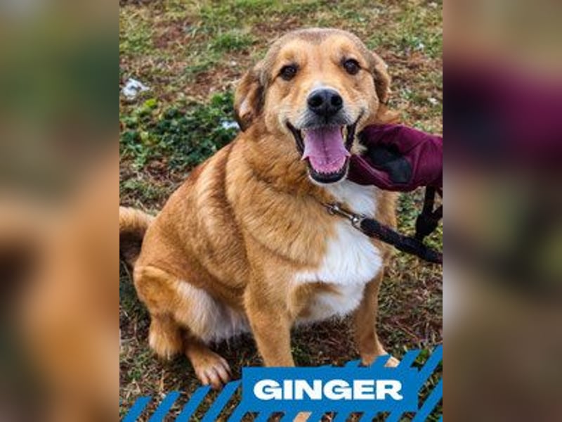 Ginger