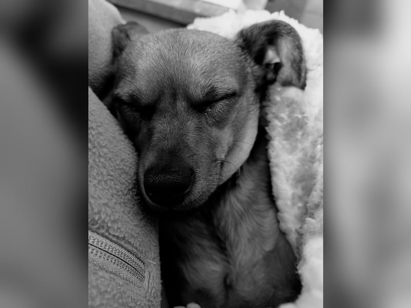 Toyterrier Rüde, kein Mini, sucht neuen Wirkungskreis