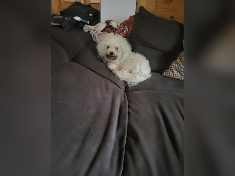 Bichon Frisé