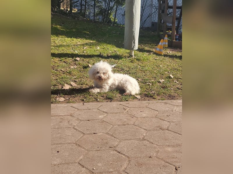 Bichon Frisé