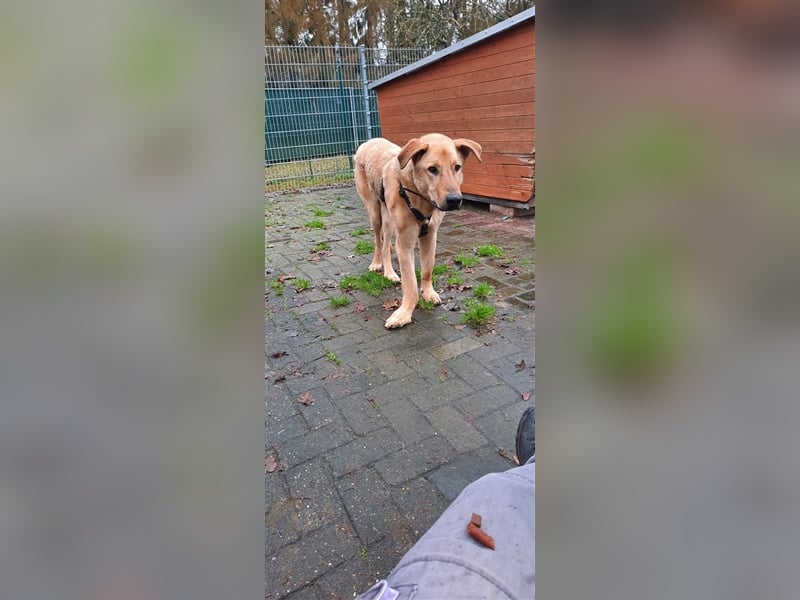 Gino - aus Mitleid gerettet und dann ins Tierheim abgegeben