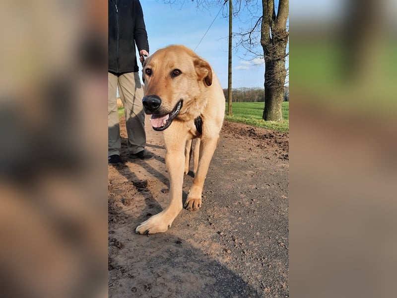Gino - aus Mitleid gerettet und dann ins Tierheim abgegeben