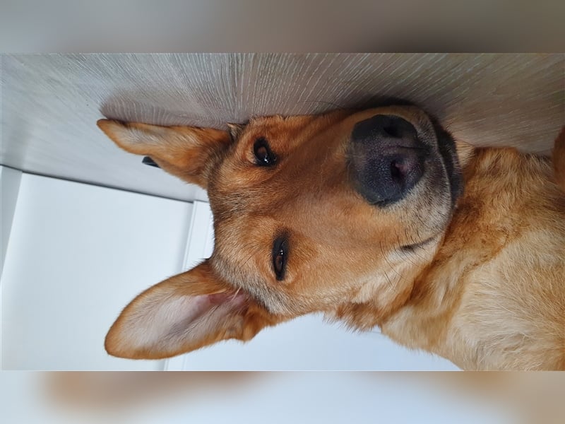 Duke, junger Mischlingsrüde