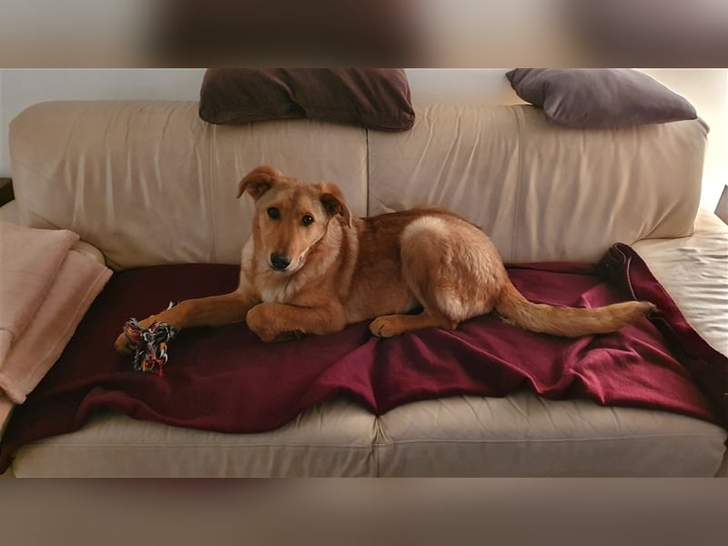 Duke, junger Mischlingsrüde