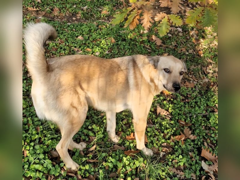 Max