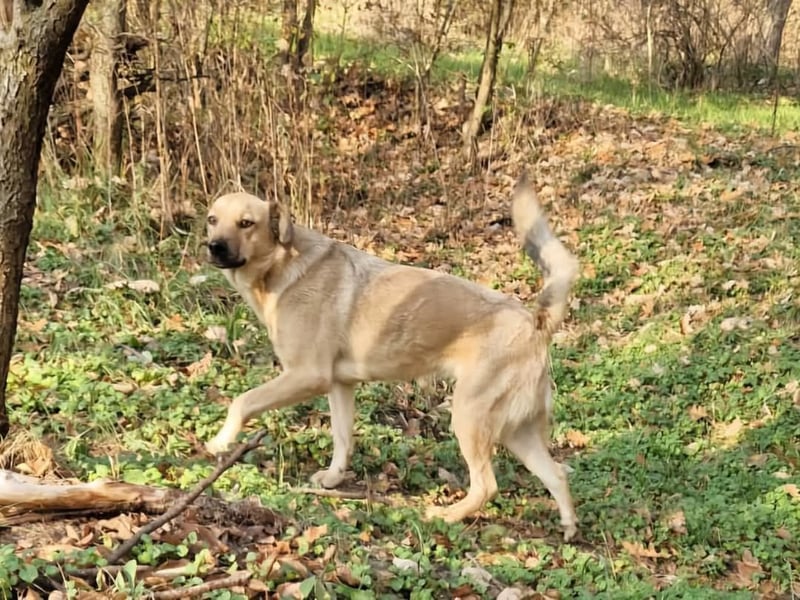 Max