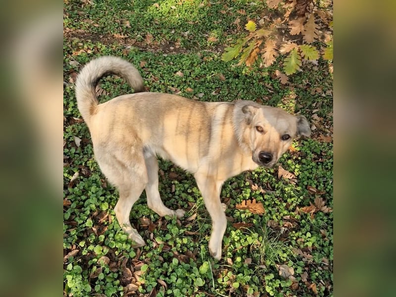 Max