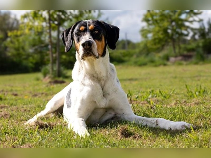 Olaf, große Schönheit, ca. 2 Jahre, 67 cm, 35 kg *in 34128 Kassel*