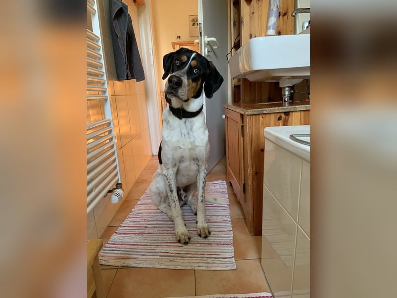 Olaf, große Schönheit, ca. 2 Jahre, 67 cm, 35 kg *in 34128 Kassel*