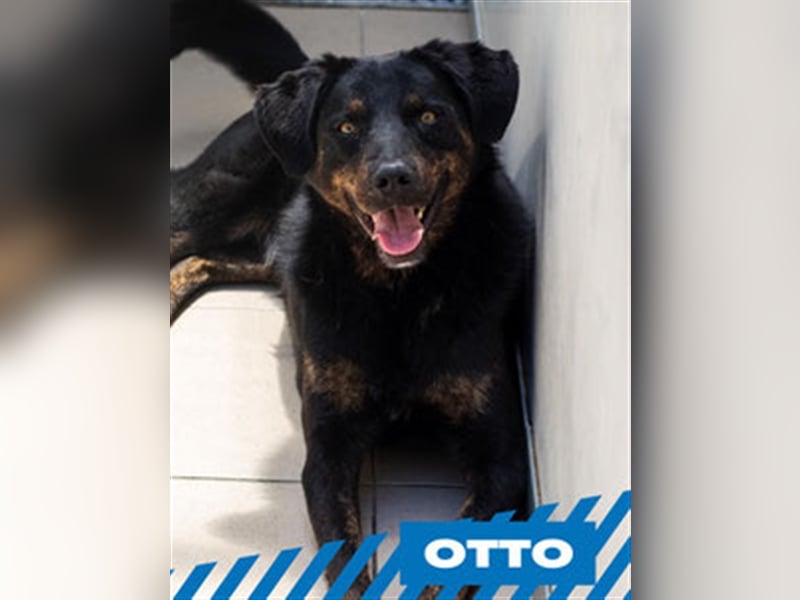 Otto