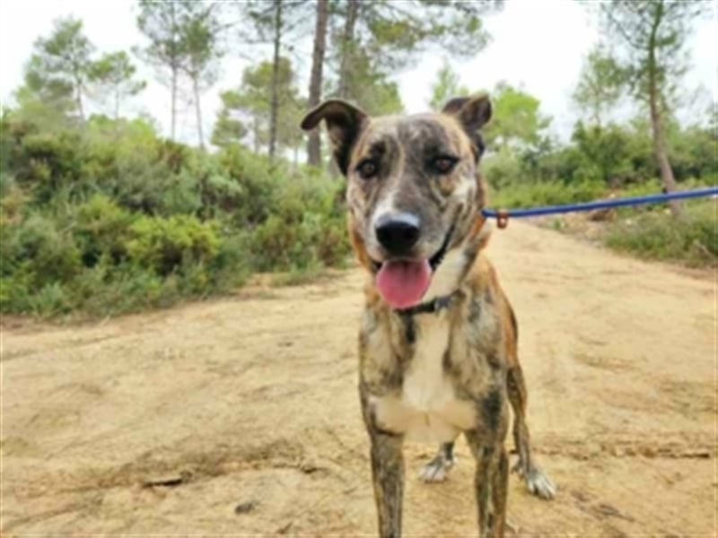 Tigre-unser Tiger sucht erfahrenes Hunde-Zuhause