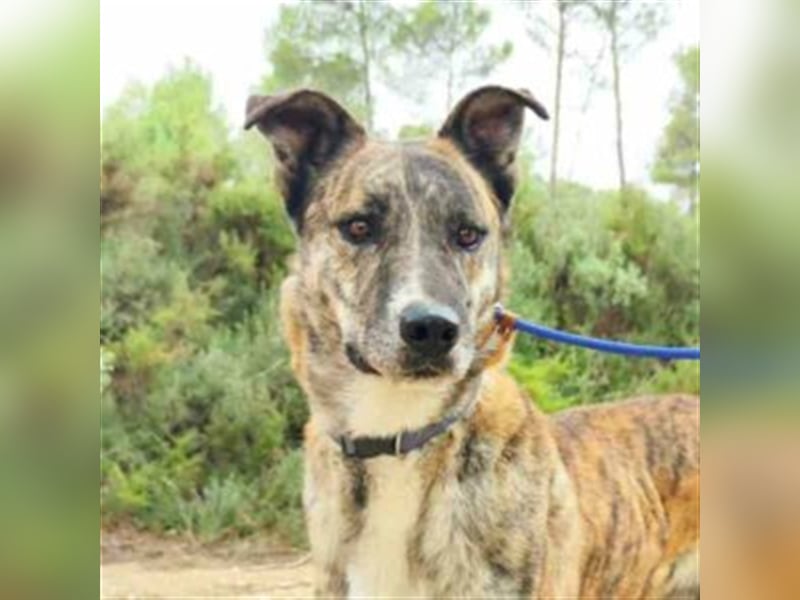 Tigre-unser Tiger sucht erfahrenes Hunde-Zuhause