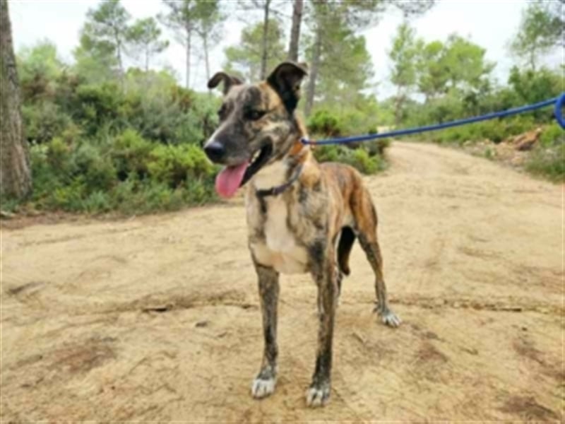 Tigre-unser Tiger sucht erfahrenes Hunde-Zuhause