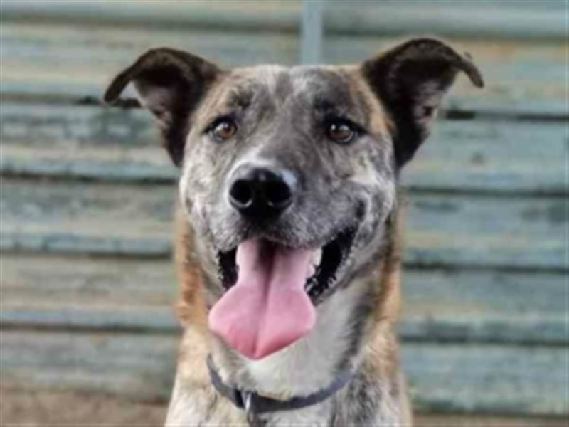 Tigre-unser Tiger sucht erfahrenes Hunde-Zuhause