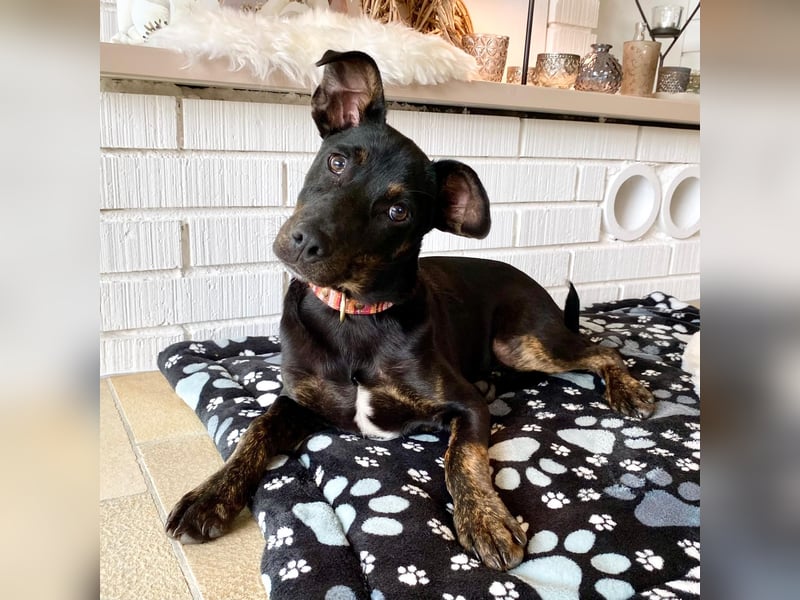 Bailey sucht sein Glück