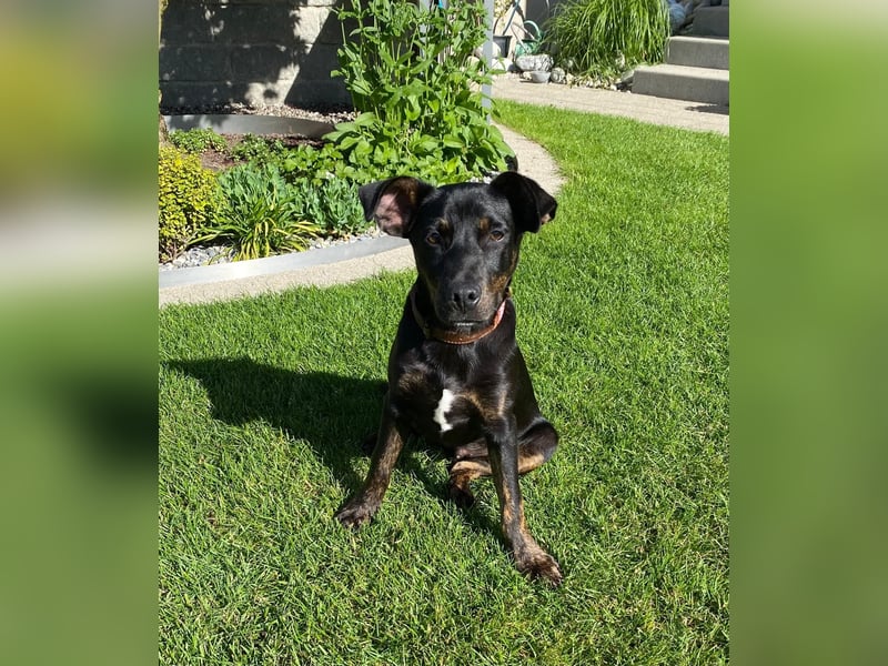Bailey sucht sein Glück
