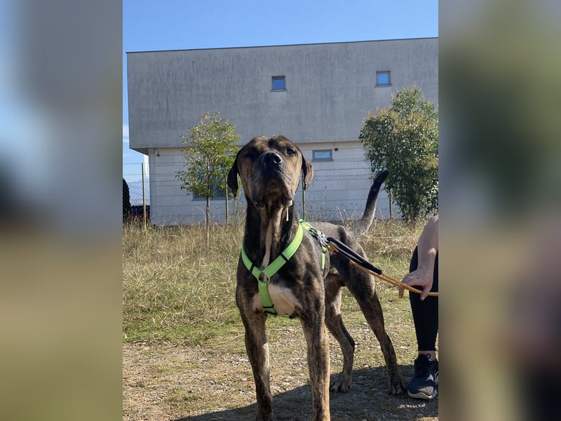 Freundlicher Mafia sucht sein großes Glück