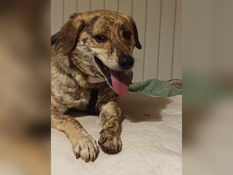 Zorro — auf Pflegestelle in Düren