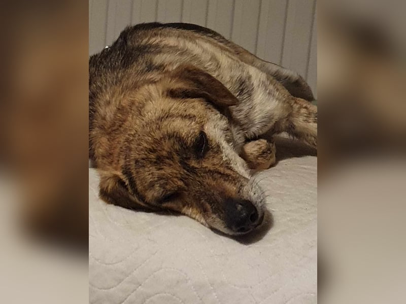 Zorro — auf Pflegestelle in Düren