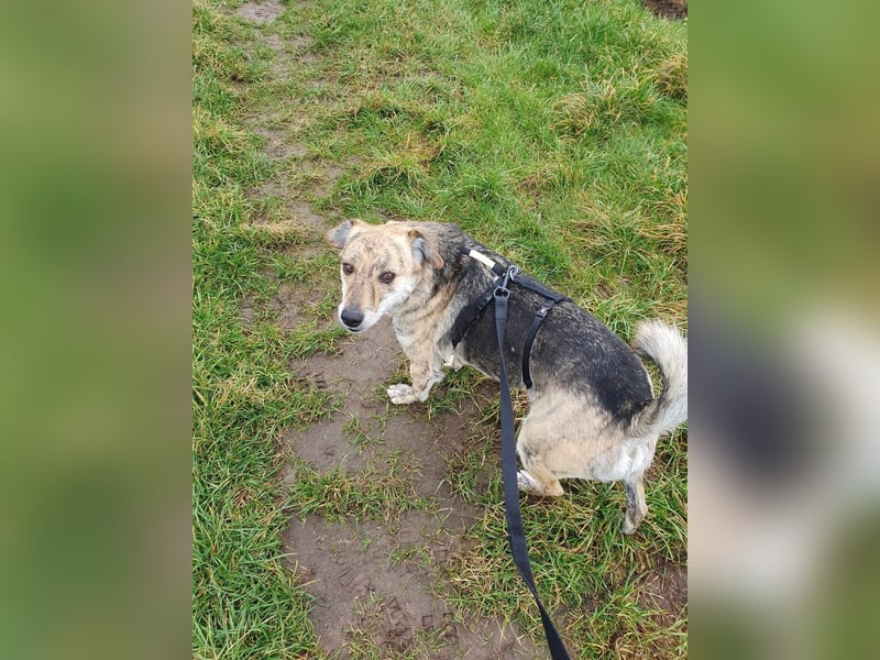 Zorro — auf Pflegestelle in Düren