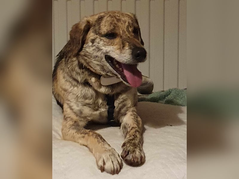 Zorro — auf Pflegestelle in Düren