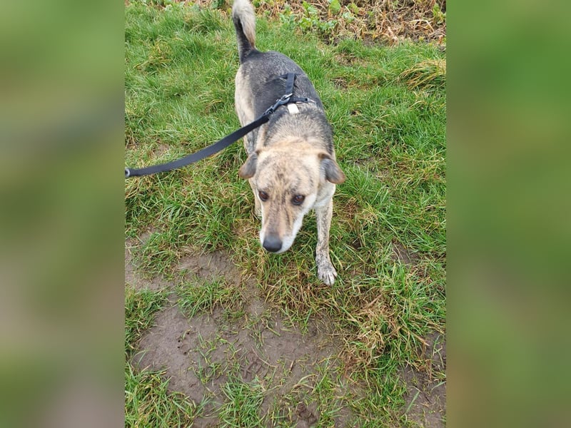 Zorro — auf Pflegestelle in Düren