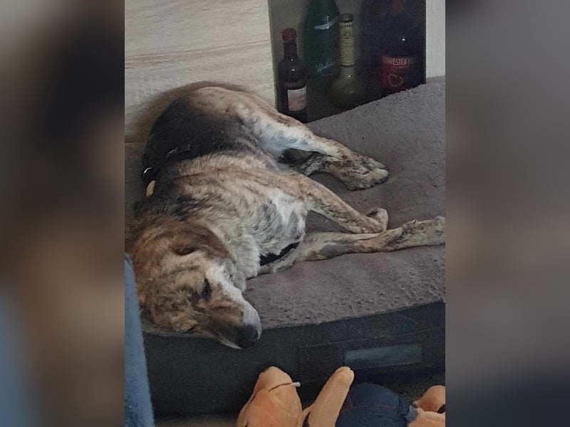 Zorro — auf Pflegestelle in Düren