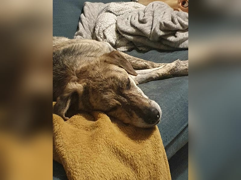 Zorro — auf Pflegestelle in Düren