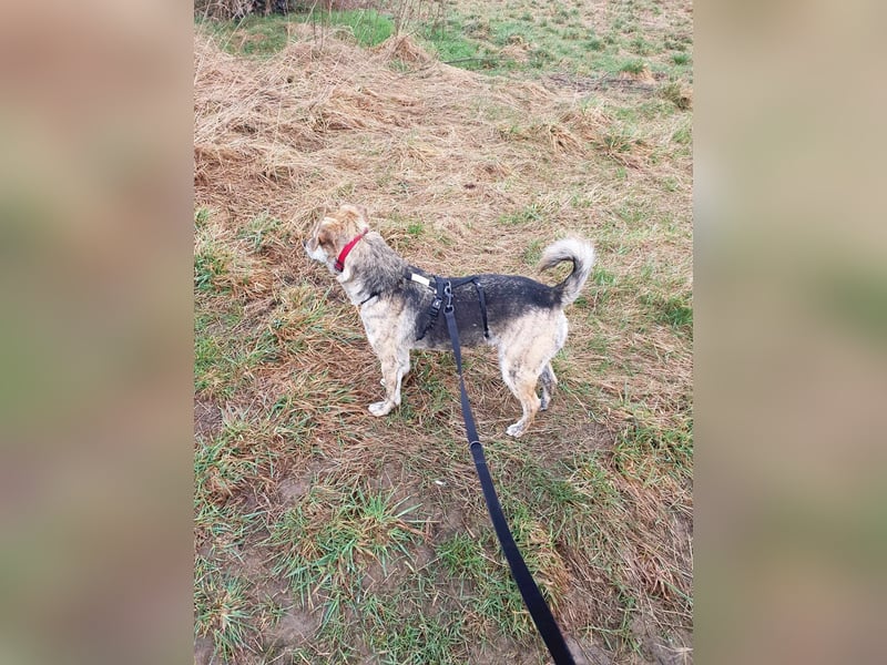Zorro — auf Pflegestelle in Düren