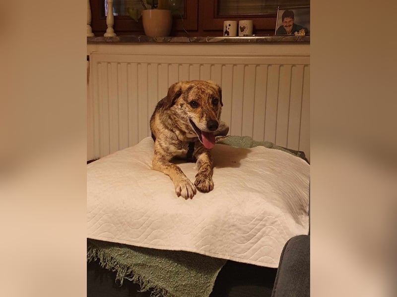 Zorro — auf Pflegestelle in Düren