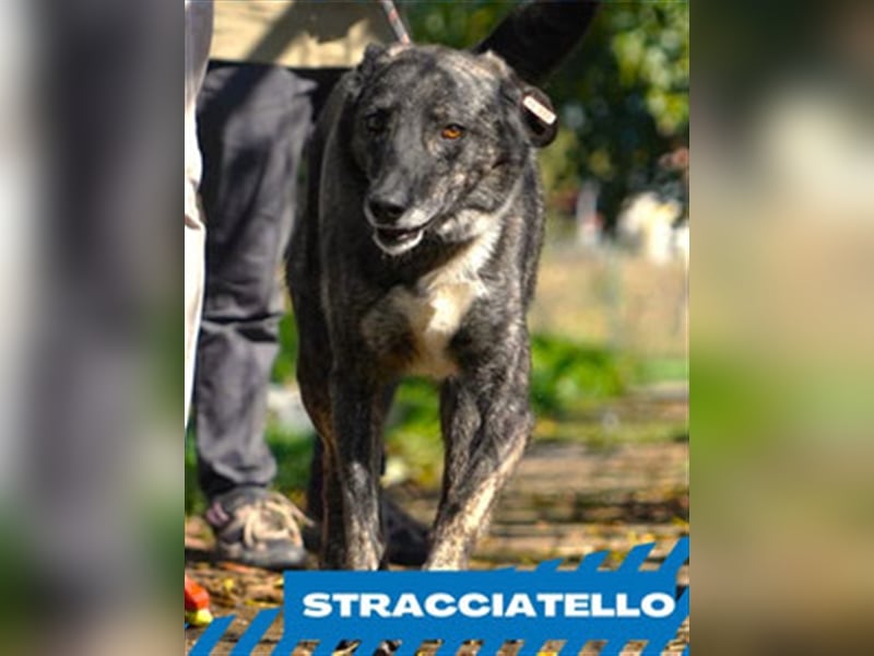 Stracciatello